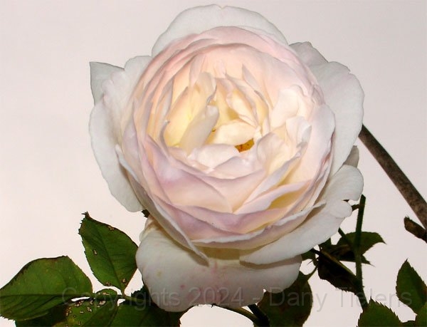 Rosa - Mme Alfred-Carriere.jpg